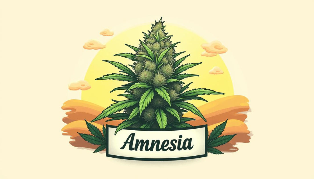 CBD AMNĒZIJA MAFRENCHWEED GAISMA