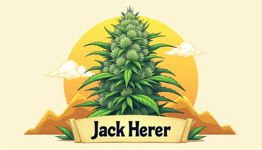 JACK HERER CBD MAFRENCHWEED GAISMA