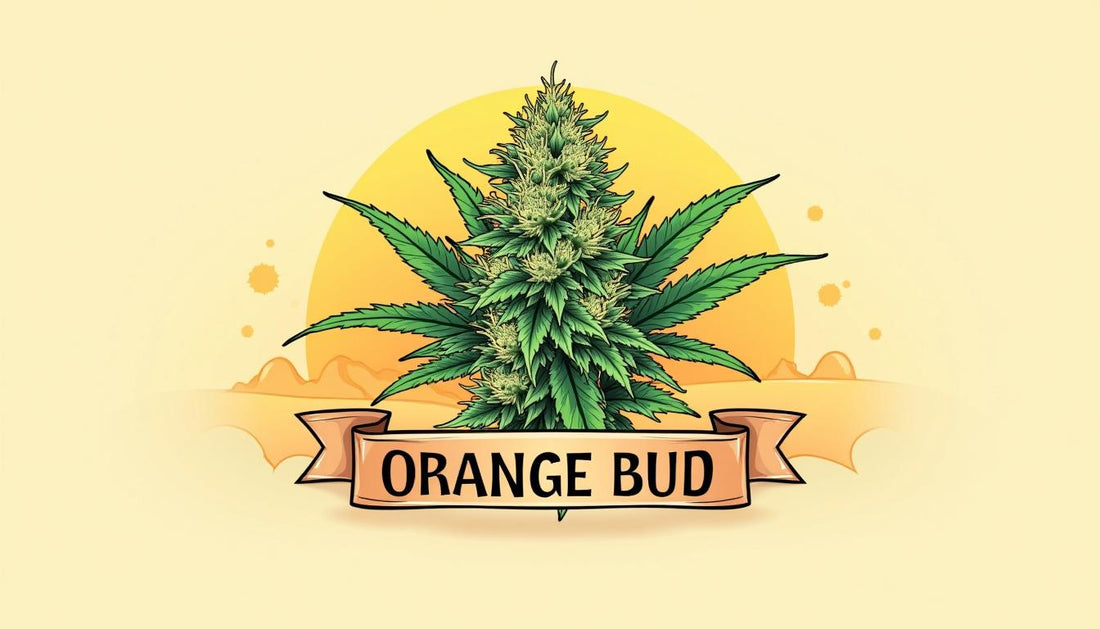 ORANGE BUD CBD MAFRENCHWEED GAISMA