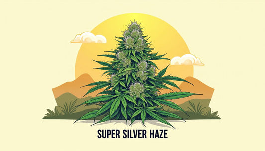 SUPER SILVER HAZE CBD MAFRENCHWEED GAISMA