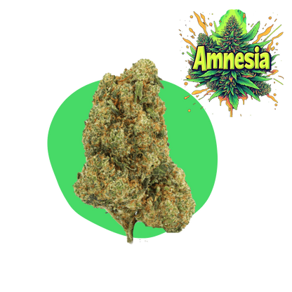 Amnēzija CBD